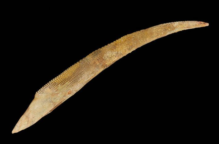Fossil Shark (Asteracanthus) Dorsal Spine - Morocco #130365